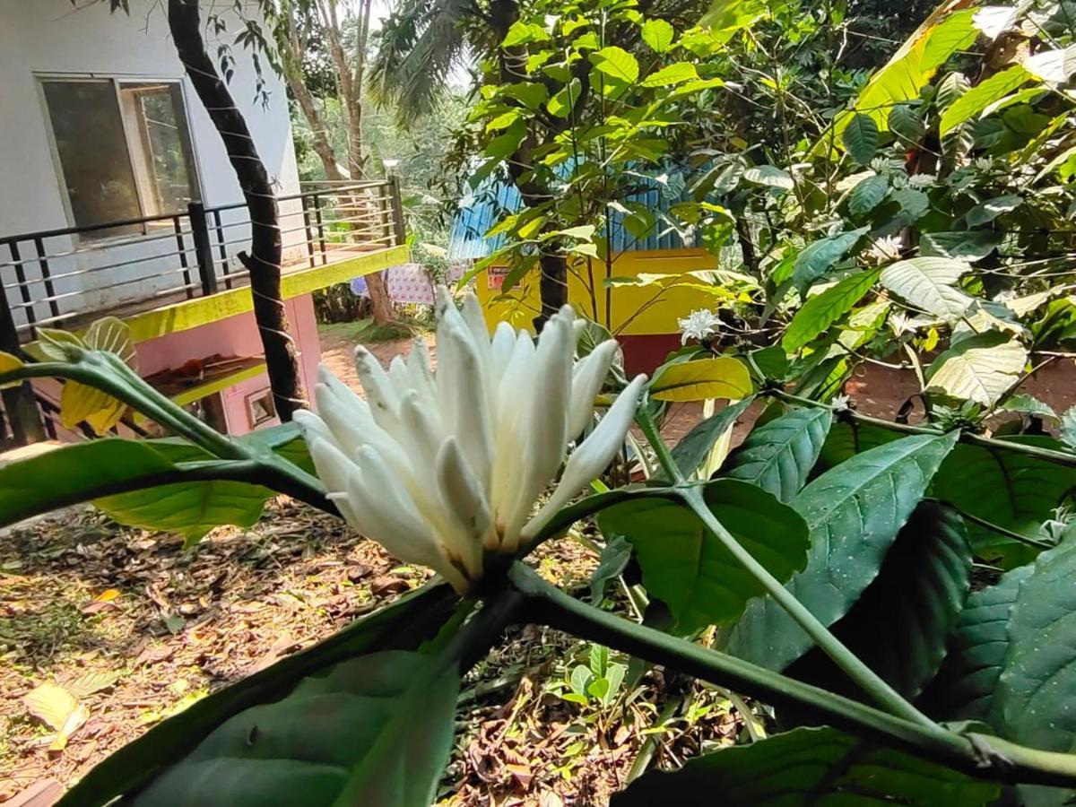 Green Land Estate Homestay 5 Rooms With Garden View Madikeri Exterior photo